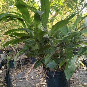 CARDAMOM PLANT