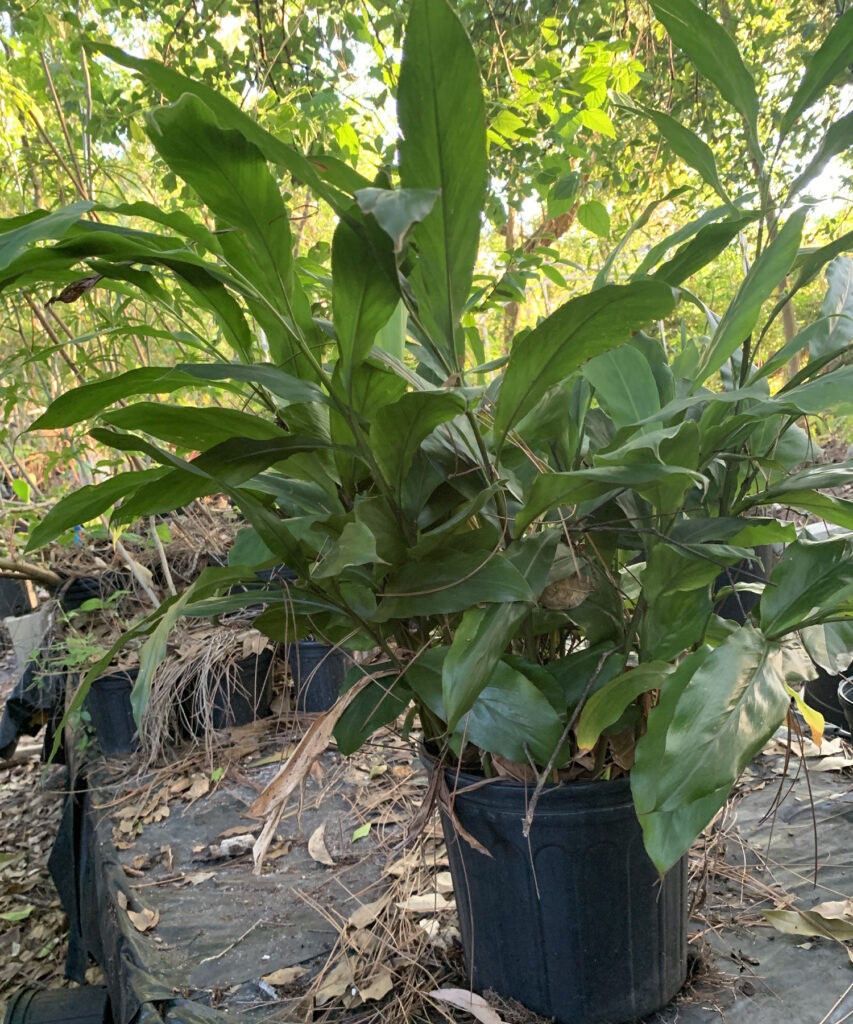 CARDAMOM PLANT