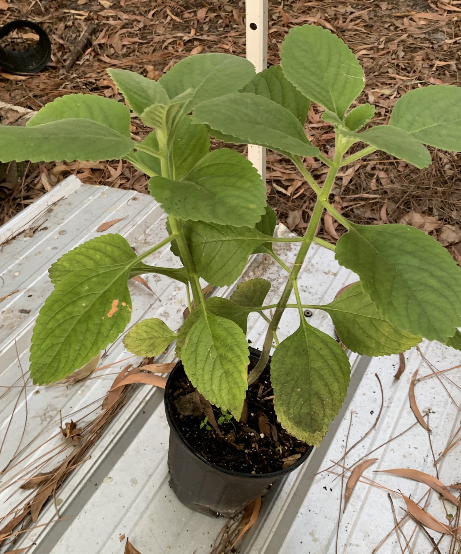 CUBAN MINT PLANT