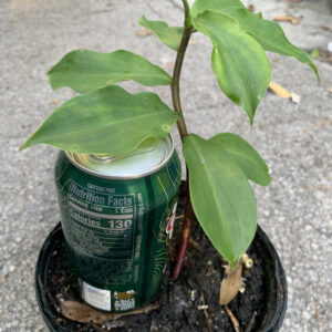 INSULIN PLANT (Costus Igneus)