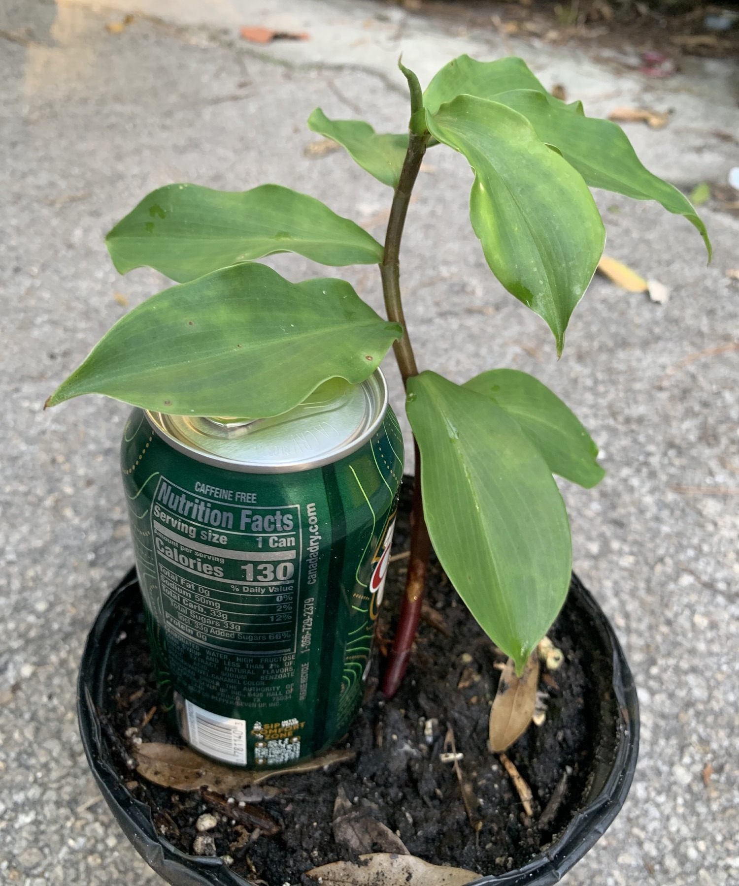 INSULIN PLANT (Costus Igneus)