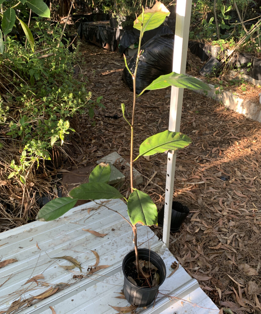JACKFRUIT PLANT