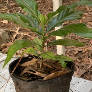 NONI PLANT