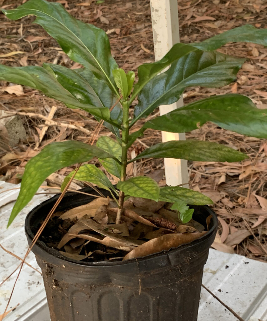NONI PLANT