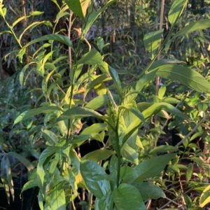 Night Blooming Jasmine Plant