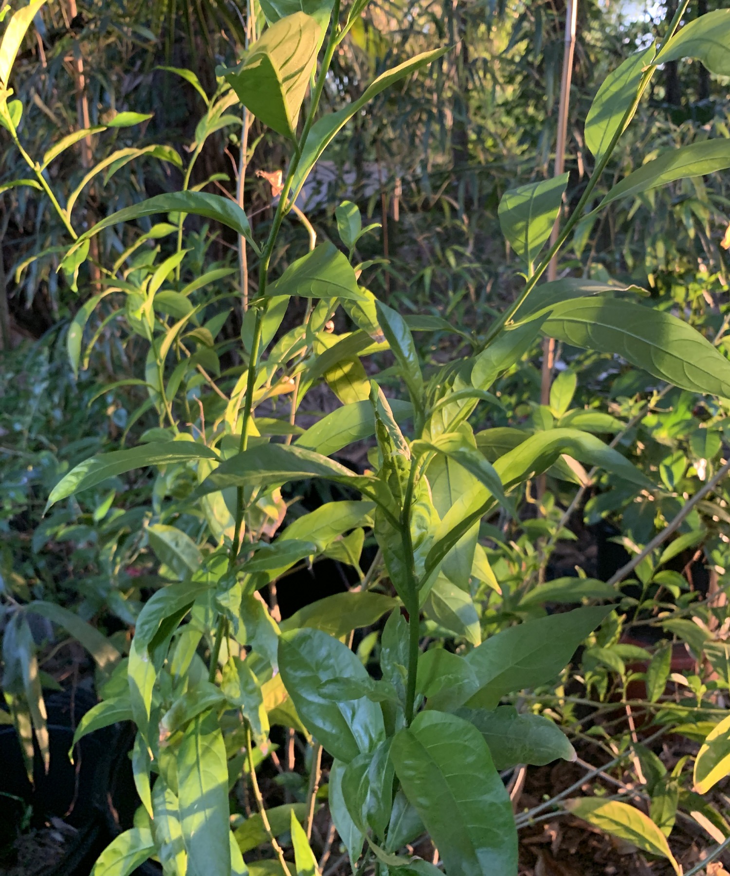 Night Blooming Jasmine Plant