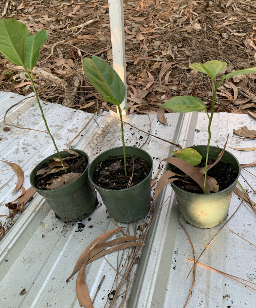 RARE COLOMBIAN PASSIONFRUIT PLANT