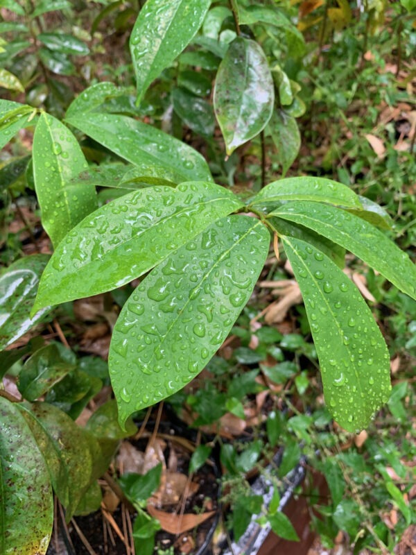 Sour Sop
