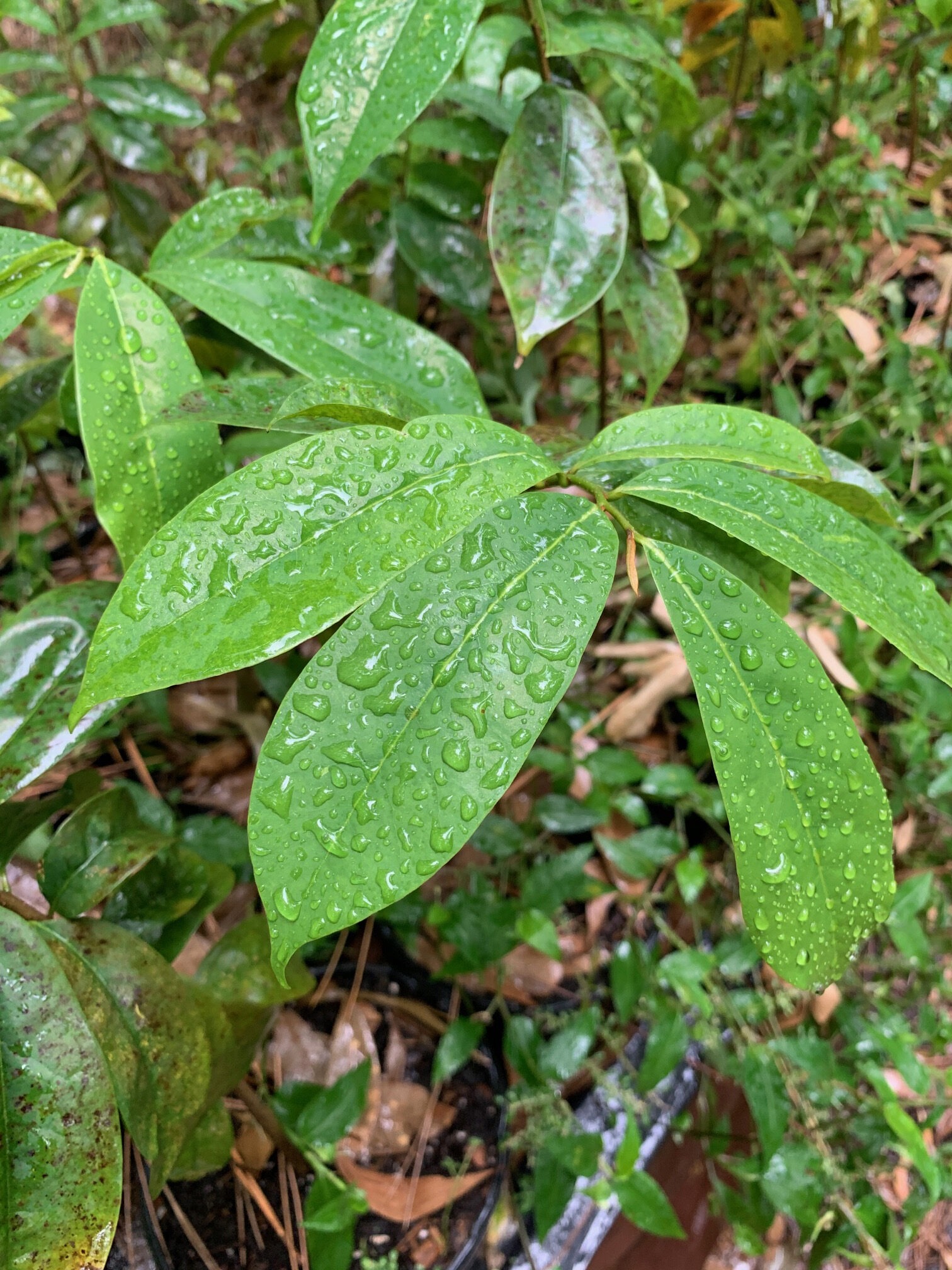 Sour Sop