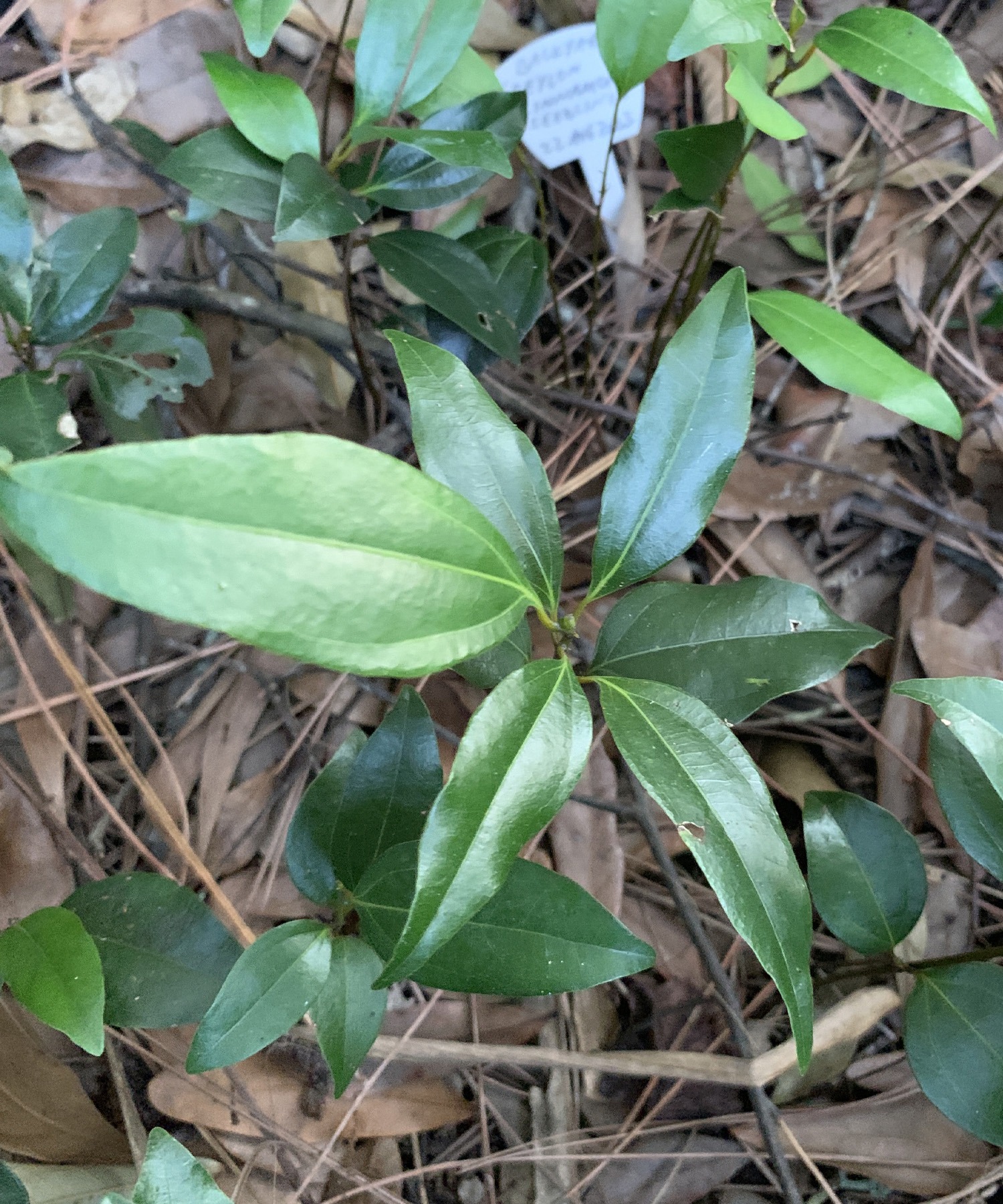 True Cinnamon Plant