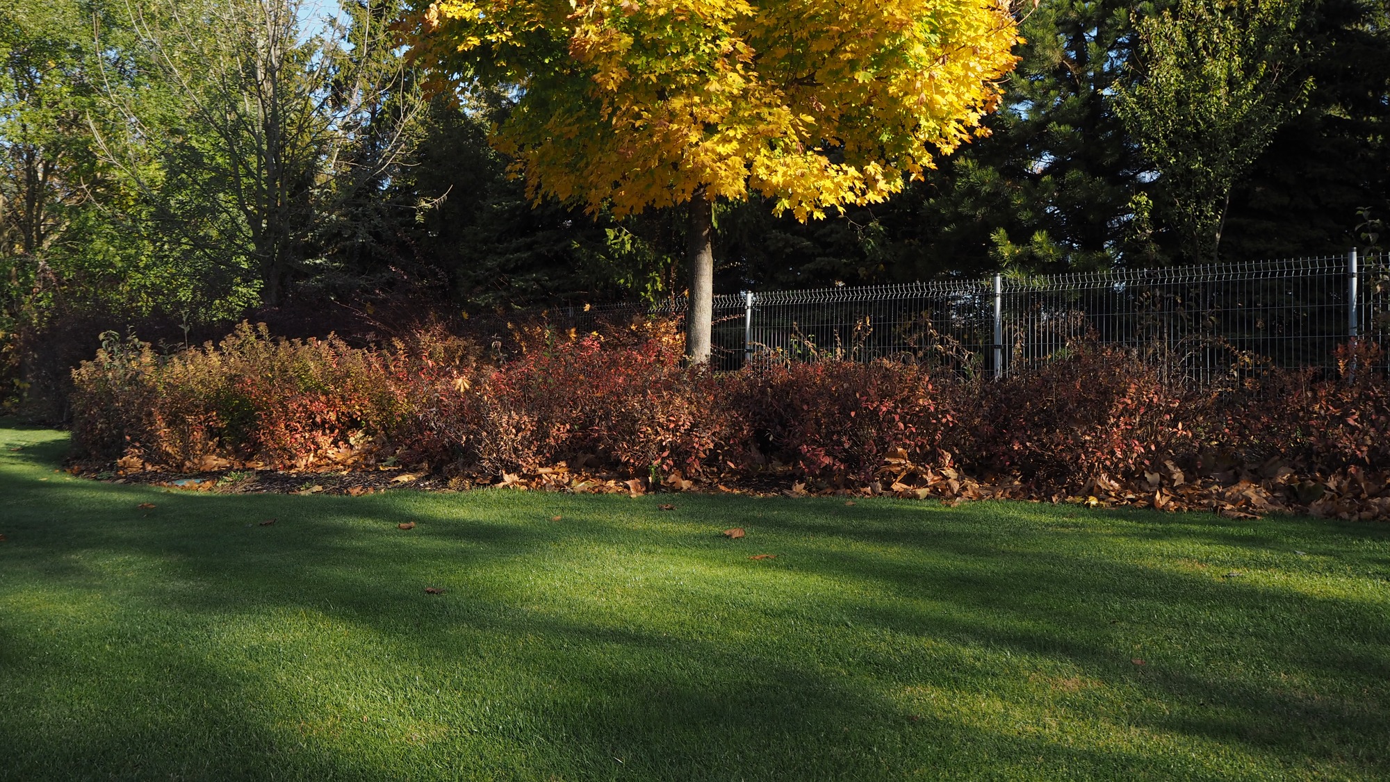 Colorfull tree in the garden