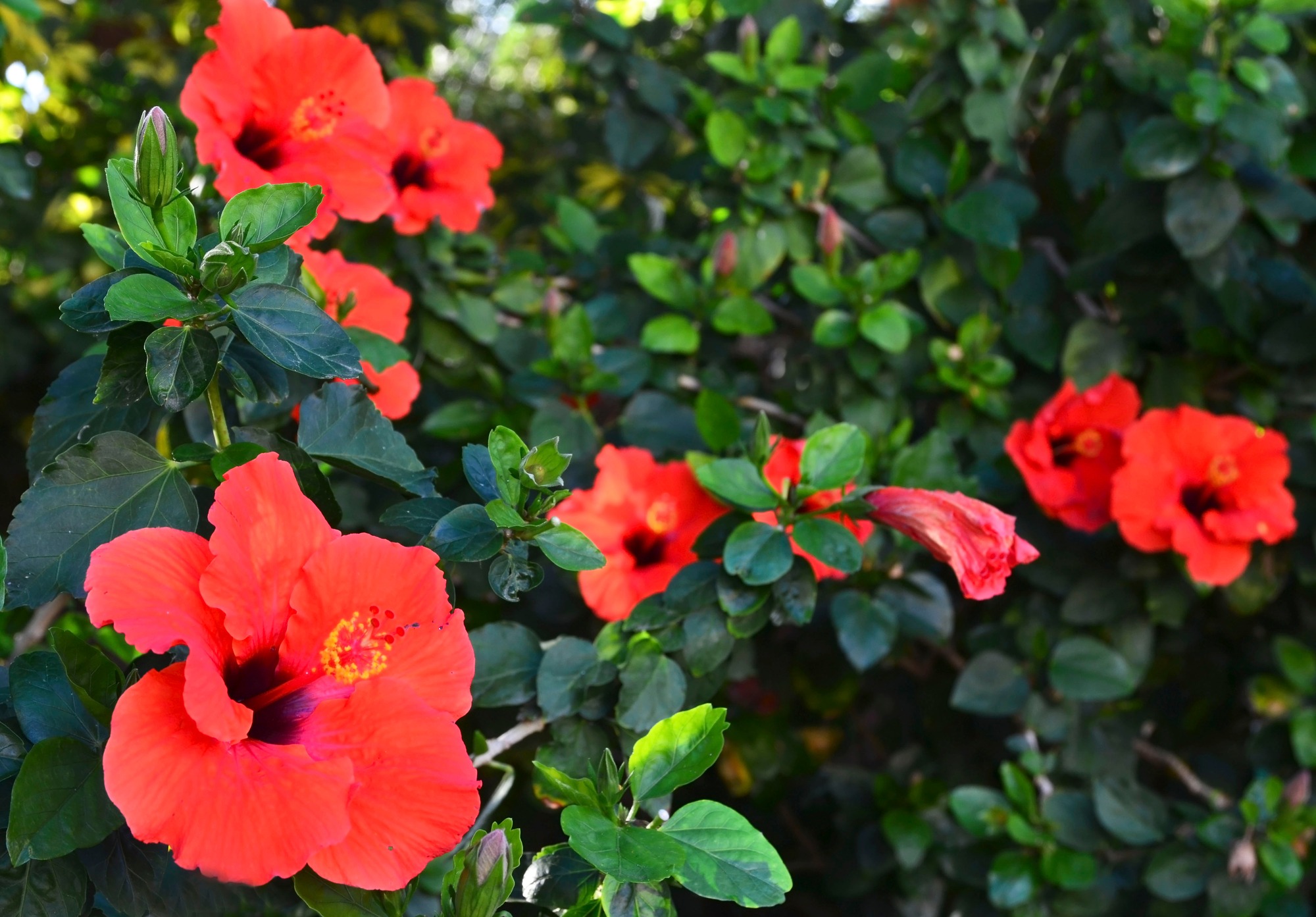 Red Hibiscus flowers