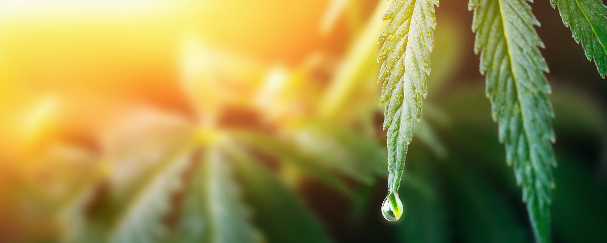 Large drop on the edge of hemp leaf