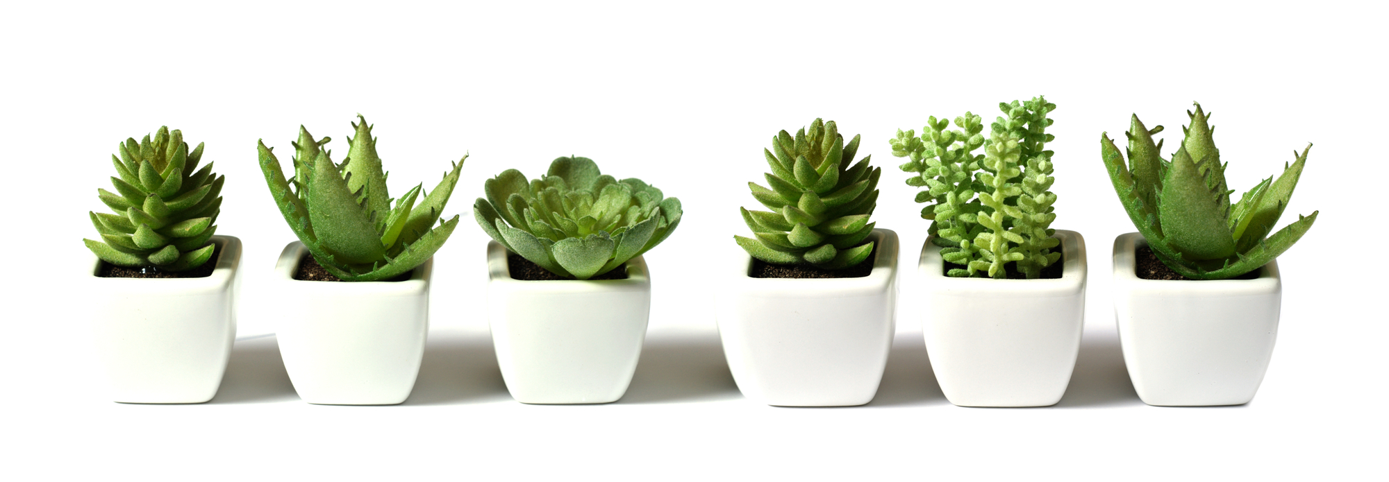 Green plants in flower pots on white background.